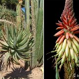 Aloe caesia (infl.) Dscf1577.jpg